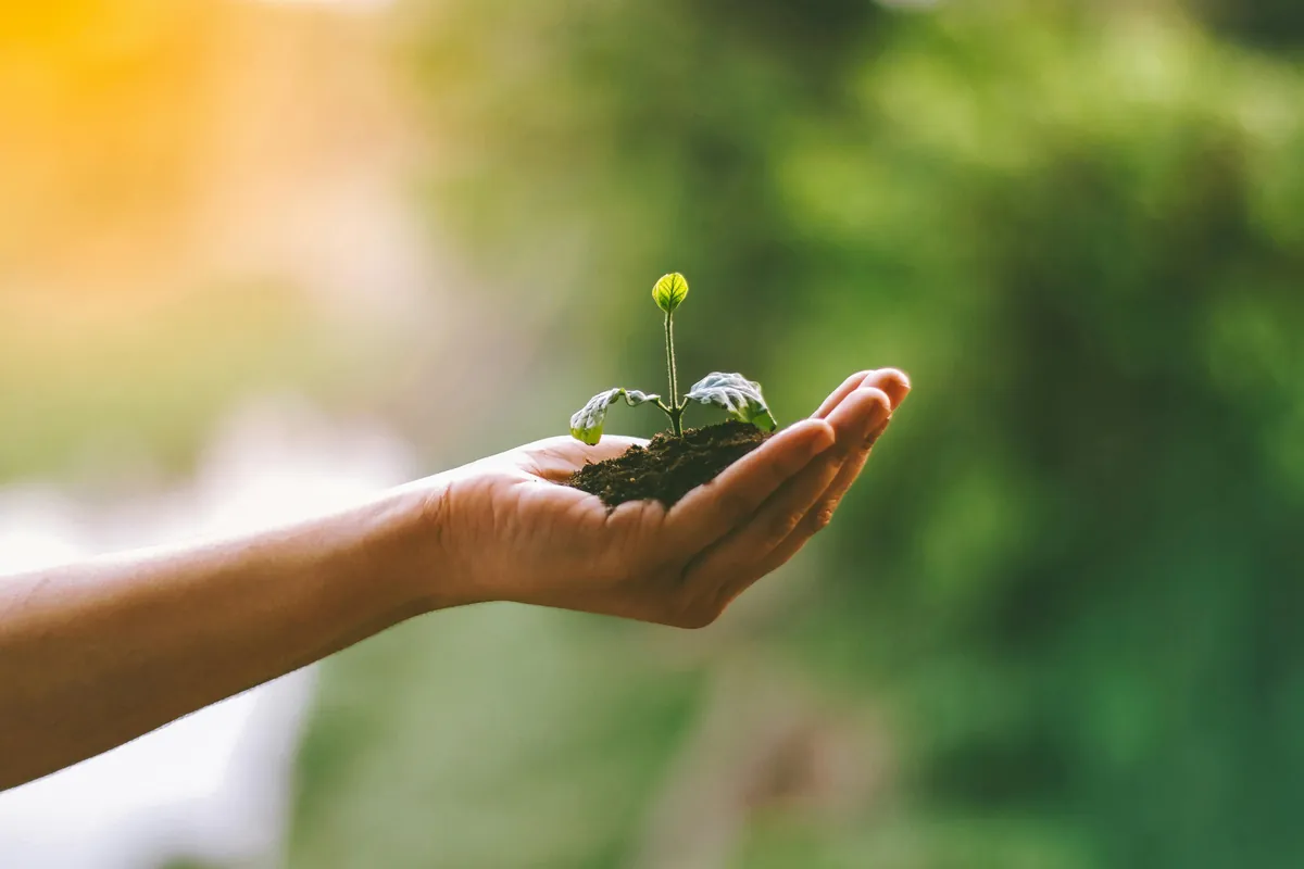 Hand som håller en liten planta i jord mot grön bakgrund